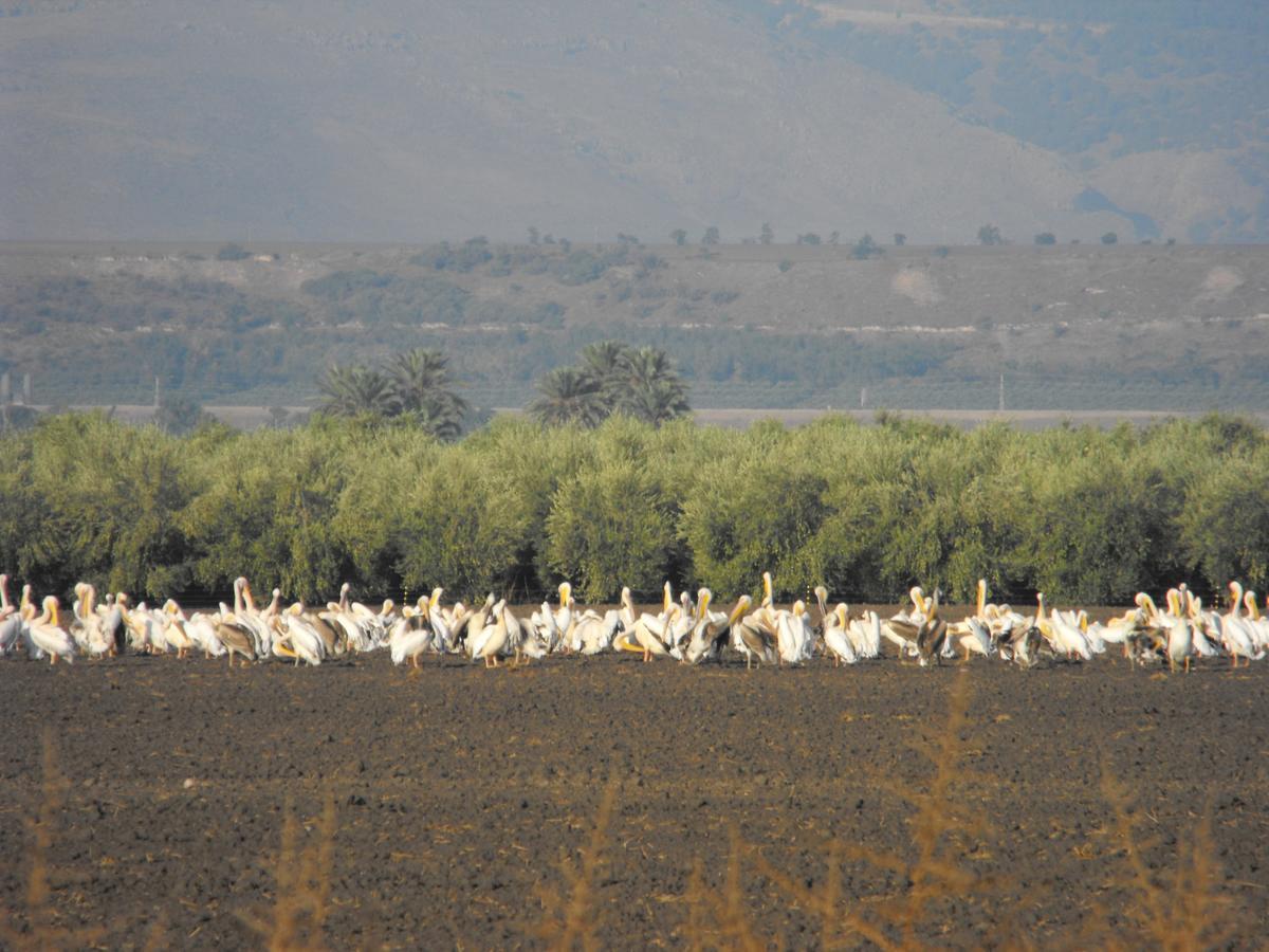 Jordan Valley Birding Lodge Kefar Ruppin Екстер'єр фото