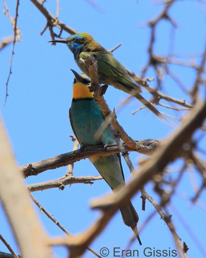 Jordan Valley Birding Lodge Kefar Ruppin Екстер'єр фото