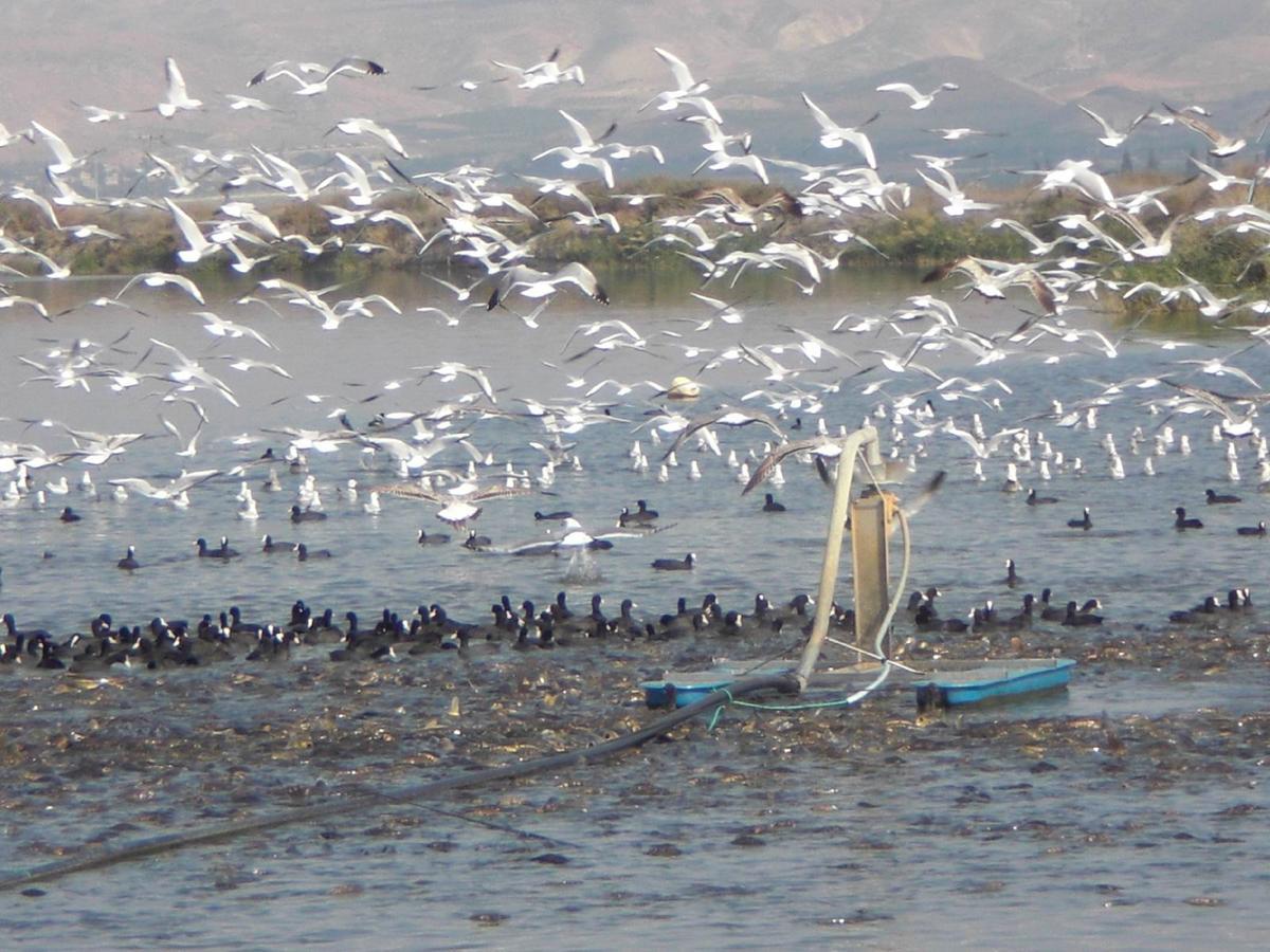 Jordan Valley Birding Lodge Kefar Ruppin Екстер'єр фото