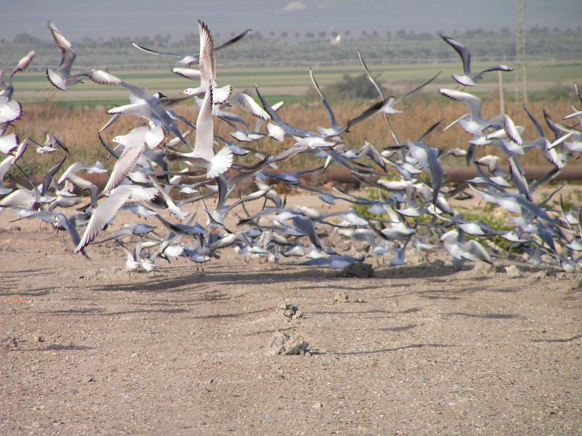 Jordan Valley Birding Lodge Kefar Ruppin Екстер'єр фото