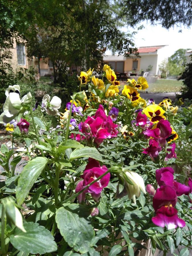 Jordan Valley Birding Lodge Kefar Ruppin Екстер'єр фото